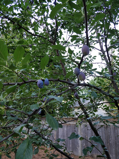 Parkview Neighbourhood Garden - Thumbnail