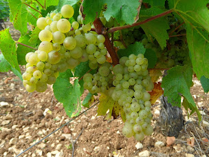 Photo n°12 de Domaine Dauvissat Agnès et Didier à Beine (Grossiste en vins)