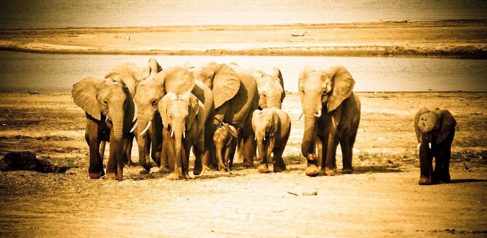 Croc Valley Camp by null