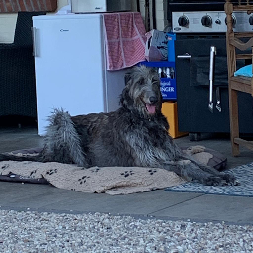 dog shape - Visual