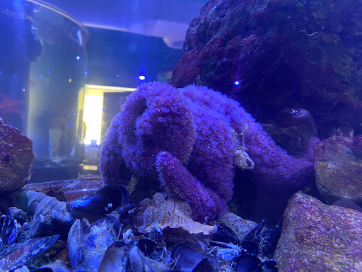 TidePools Aquarium - Thumbnail