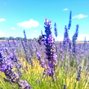 Aire De Arlanza. Lavanda y turismo rural en Burgos. Cam. Real, s/n, 09349 Cilleruelo de Arriba, Burgos, España