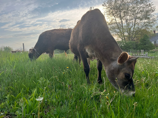 East Forty Farm and Dairy - Thumbnail