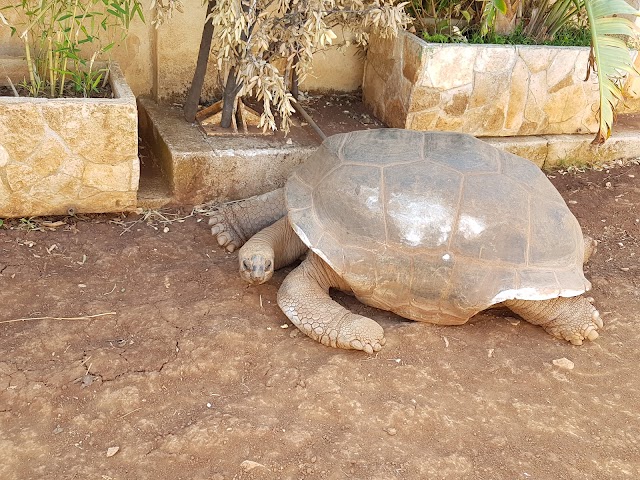 Zoosafari Fasanolandia