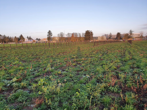 Orchard Experimental And Conservatory De Pommiers Sauvages Du Plateau De Saclay