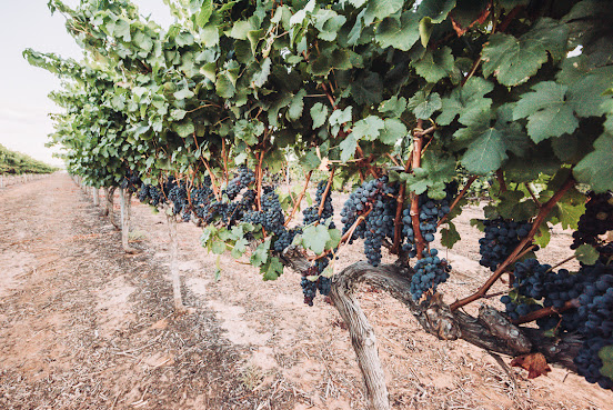 Olive Farm Wines by null