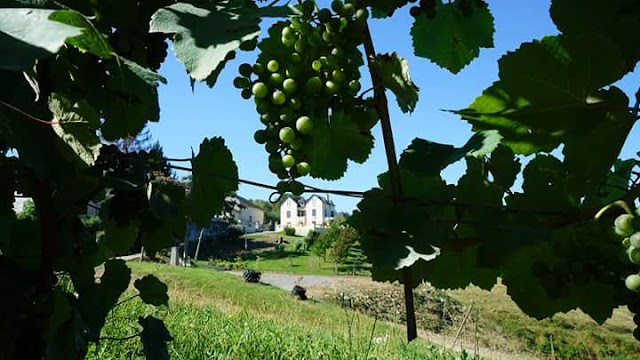Clos Husté