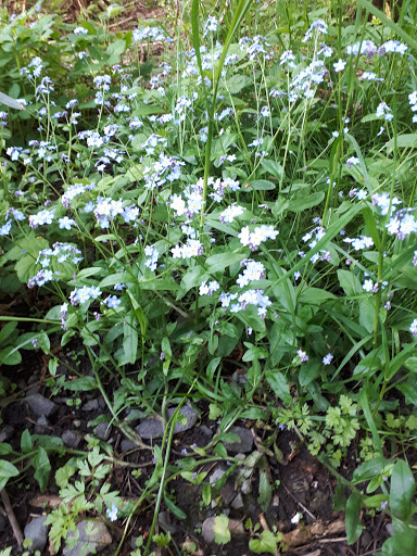 Boghead Wood - Thumbnail