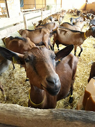 Photo n°2 de Salomé Becquart - Ostéopathe Animalier à Claix (Ostéopathe)