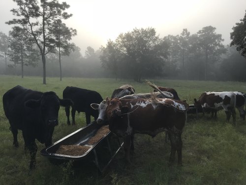 Riverbend Cattle Company - Thumbnail