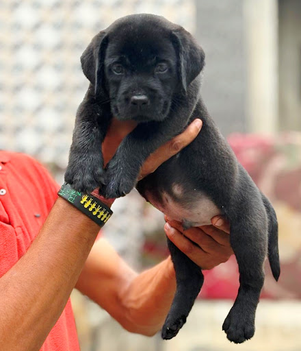 Z Black top quality Labrador puppy available in Lucknow post image