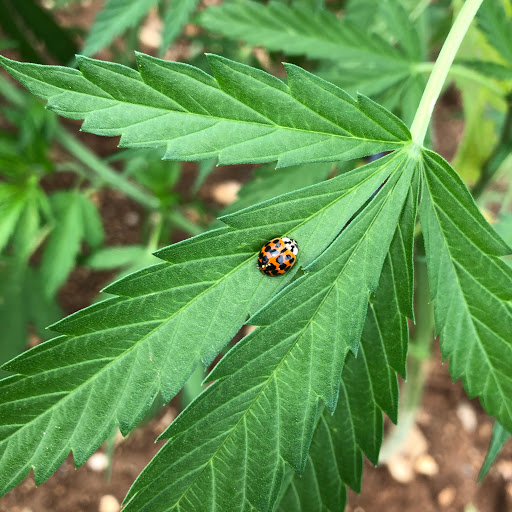 Bud-rio Farm società agricola semplice