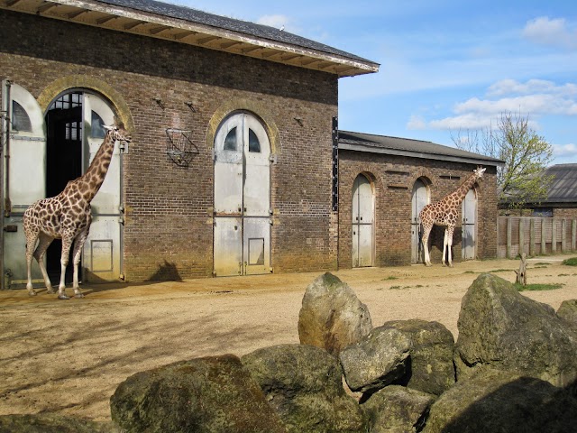 Zoo de Londres