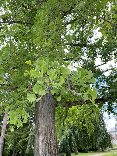 Parc Méquillet / Ginkgo biloba