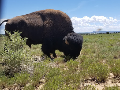 Bonanza Creek Ranch Gallery - United States