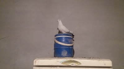 Photos of شهرك موزاييك سازان