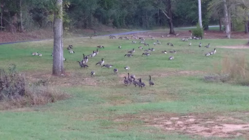 Oglethorpe County Recreation Department - Thumbnail