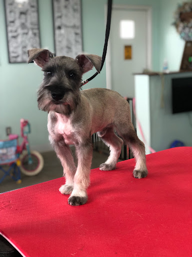 Sun Country Grooming - Thumbnail