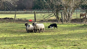 Photo n°2 de Tandem Animaux / Elevage pastoral au service de la biodiversité / Millmeadow Border collie à Magny-Jobert (Éleveur de chiens)