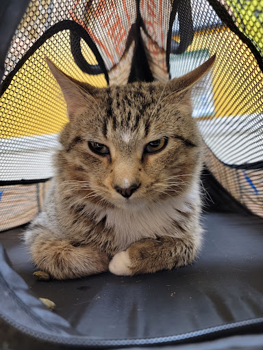Orange Village Animal Hospital