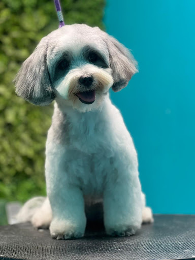 Veterinaria Conie Pet Shop