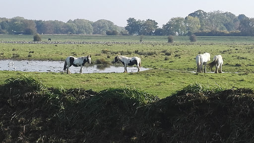 Swinemoor wetland Logo