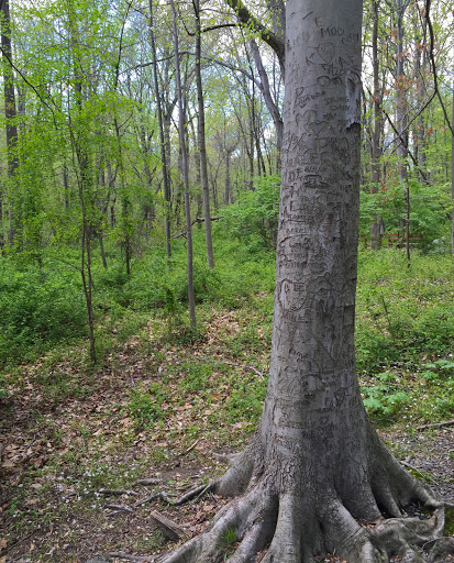 Holmes Run Stream Valley Park - Thumbnail