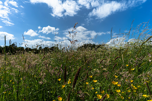 Weavers Field - Visual