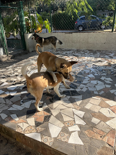 Centro veterinario y hotel para perros