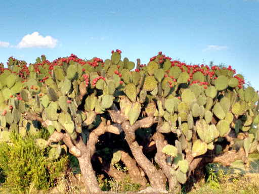 Presa La Mesilla - Thumbnail