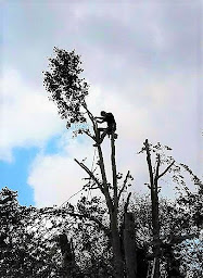 Photo n°7 de Jardin et Plaisir à Crest (Service d'élagage)