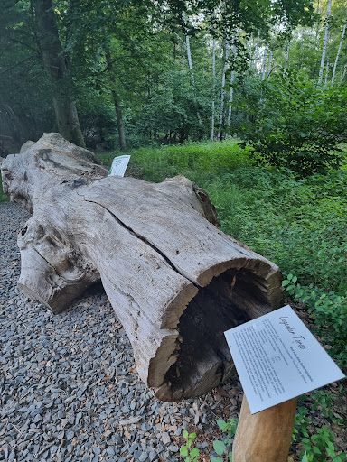 Dicke Eiche Kleinottweiler Gallery - Germany