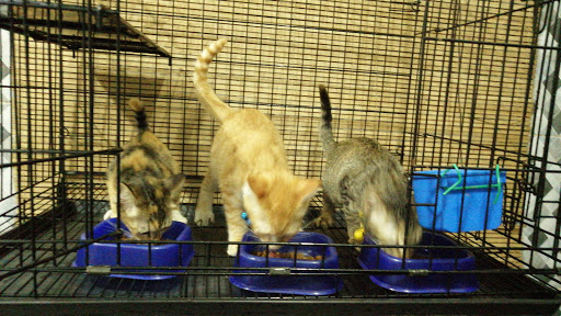 LAZY CATS BOARDING HOUSE