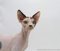 Chatterie de la Plume Sauvage à Lanarce