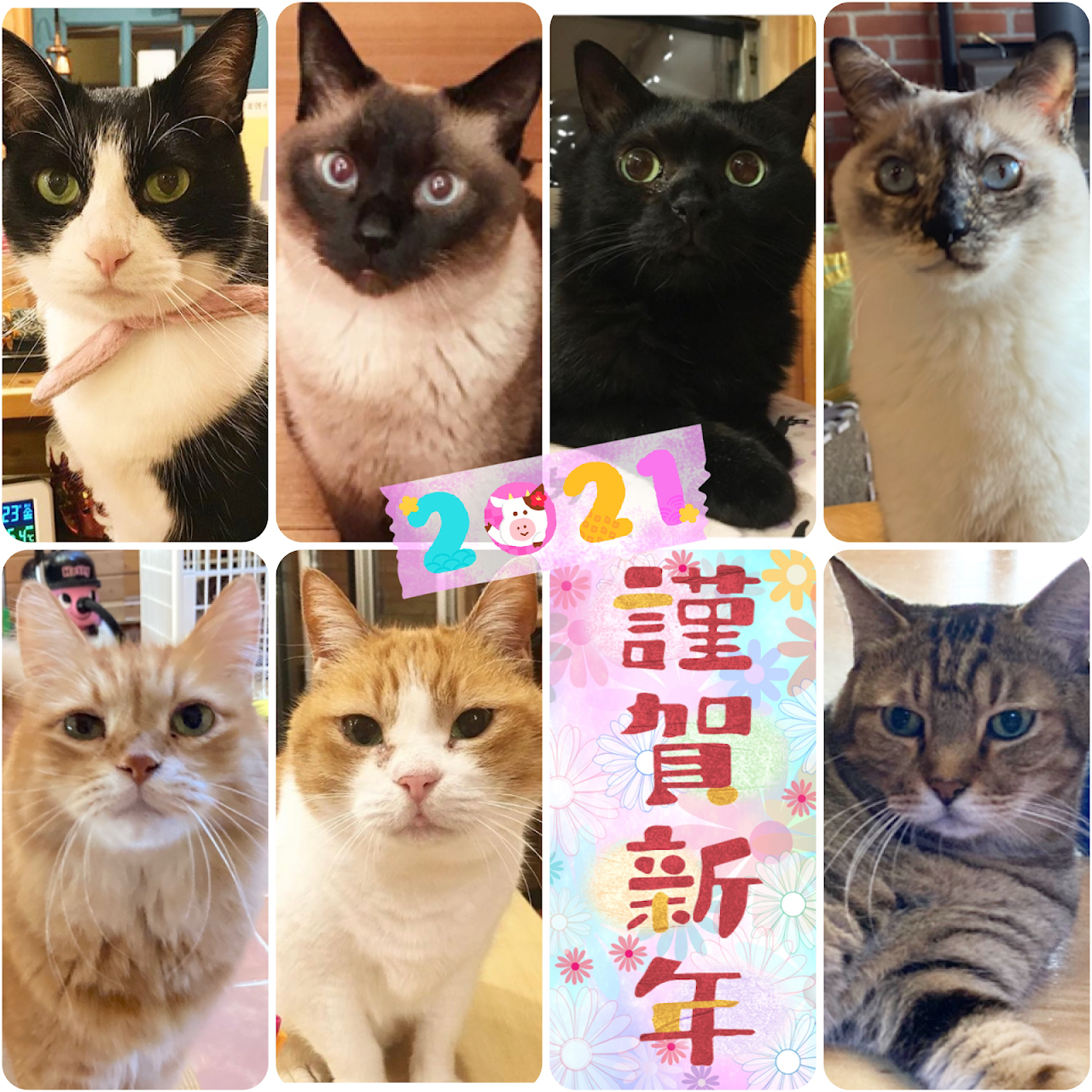 猫カフェ Cafe ねこちぐら カフェテリア