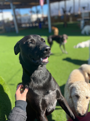 The Pawms Pet Resort - Tuscaloosa - Thumbnail