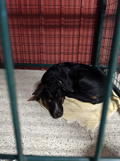 South Ogden Animal Control - Thumbnail
