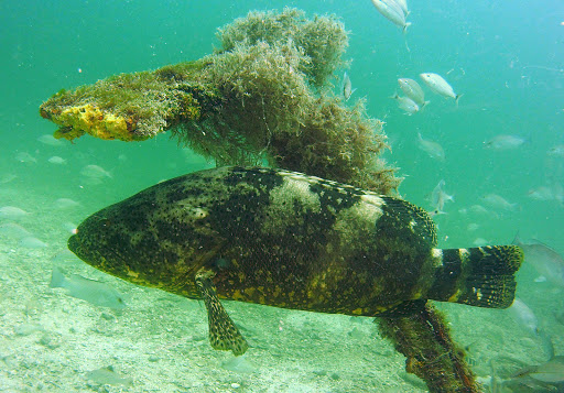 Scuba Marco - Visual