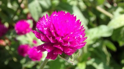 Photos of باغات حکم آباد