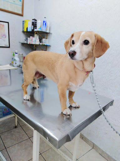 Policlinica veterinaria
