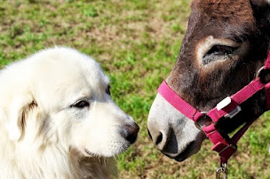 Photo n°15 de Gîte Mas légal à Salindres (Lodge)