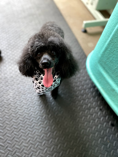 T Mills & Co Dog Grooming - Thumbnail