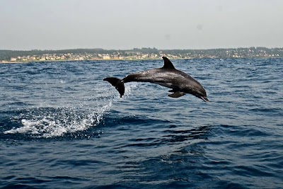 Photos of Shark Cage Diving KZN