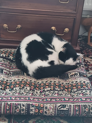 Aristocats Luxury Cattery - Thumbnail