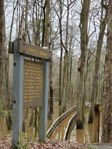 Cypress Swamp - Thumbnail