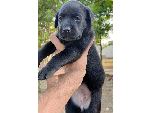 🦮 Top quality Z-Black Labrador male puppy available. Contact no. :- 7509530280 📲 post image
