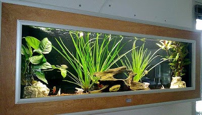 Photos of Locafish Aquarium