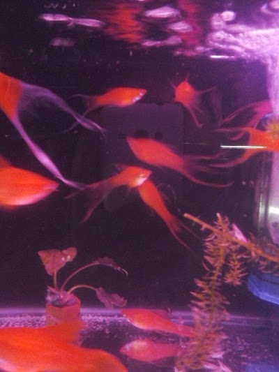 Photos of Nirwana Aquarium