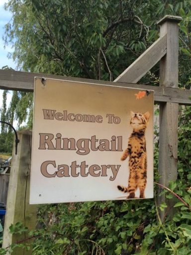 Ringtail Cattery - Visual