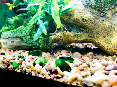 Aquarium Fish & Supply